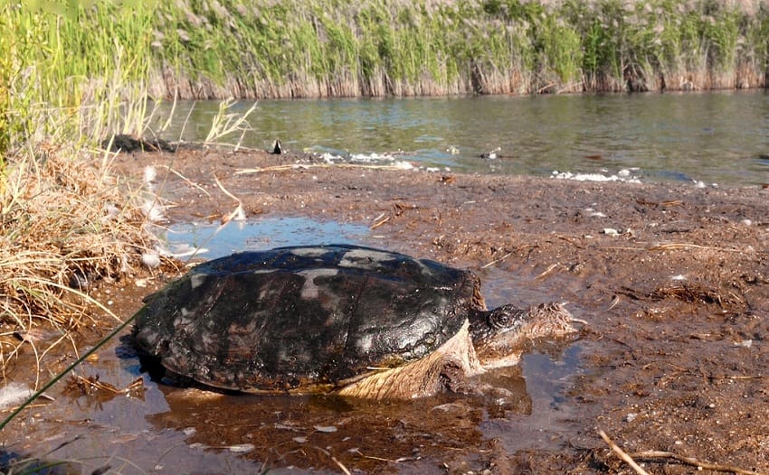 Common Snapping Turtle