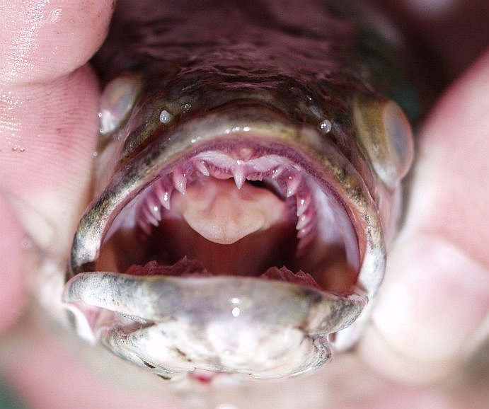 Bowfin Fish (Amia calva)