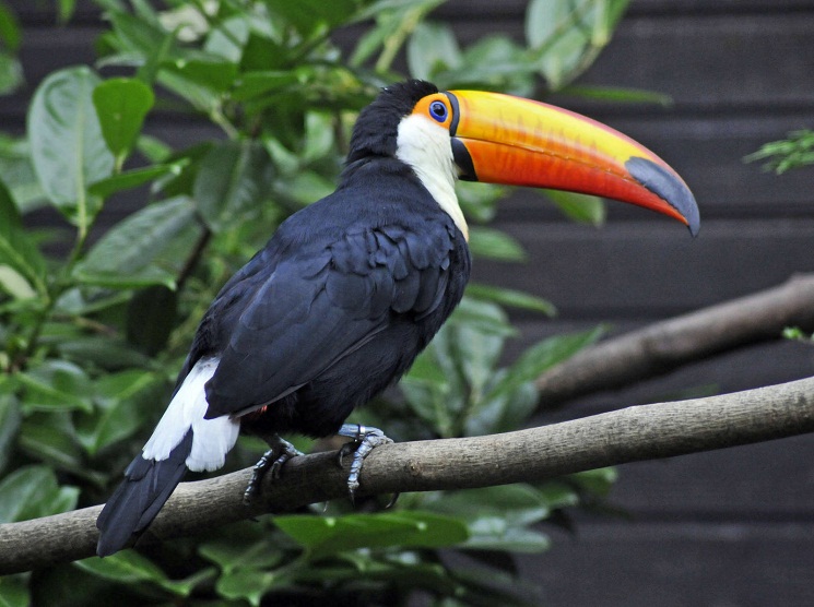 Toco Toucan Facts, Habitat, Diet, Life Cycle, Baby, Pictures