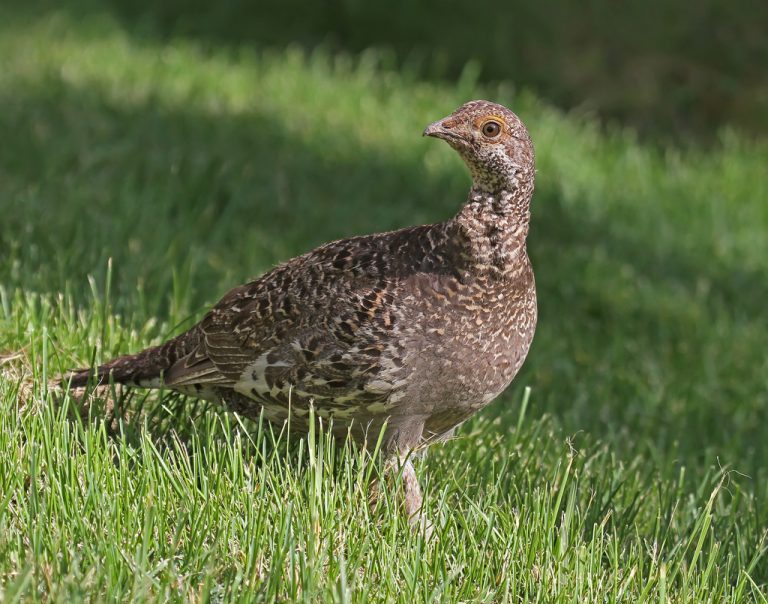 Ruffed Grouse Facts, Habitat, Diet, Life Cycle, Baby, Pictures