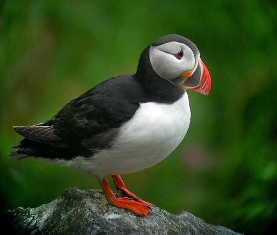 Collection 32+ Stock Photos show me a picture of a puffin Full HD, 2k, 4k