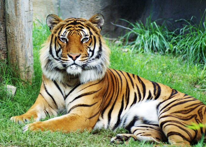 Malayan Tiger Facts, Habitat, Diet, Population, Pictures