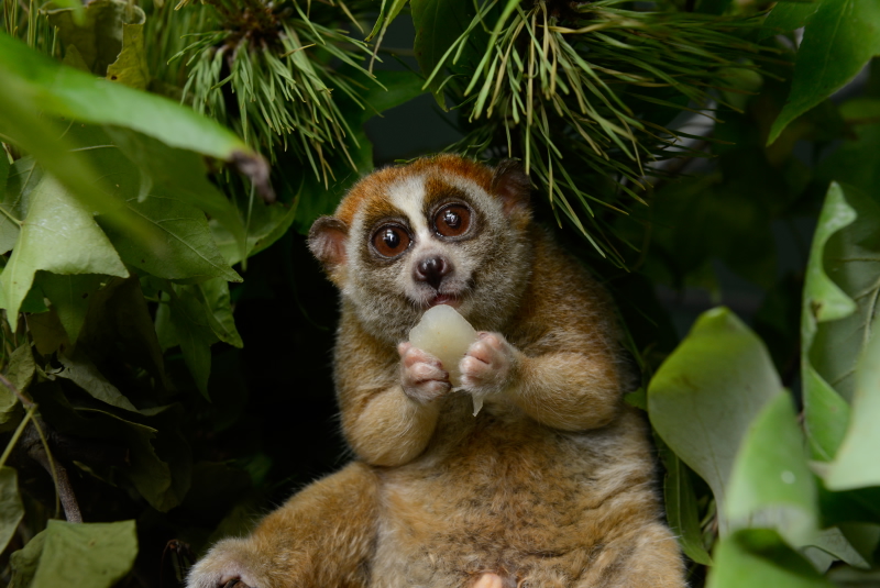 Pygmy Slow Loris Info, Diet, Habitat, Conservation, Pictures