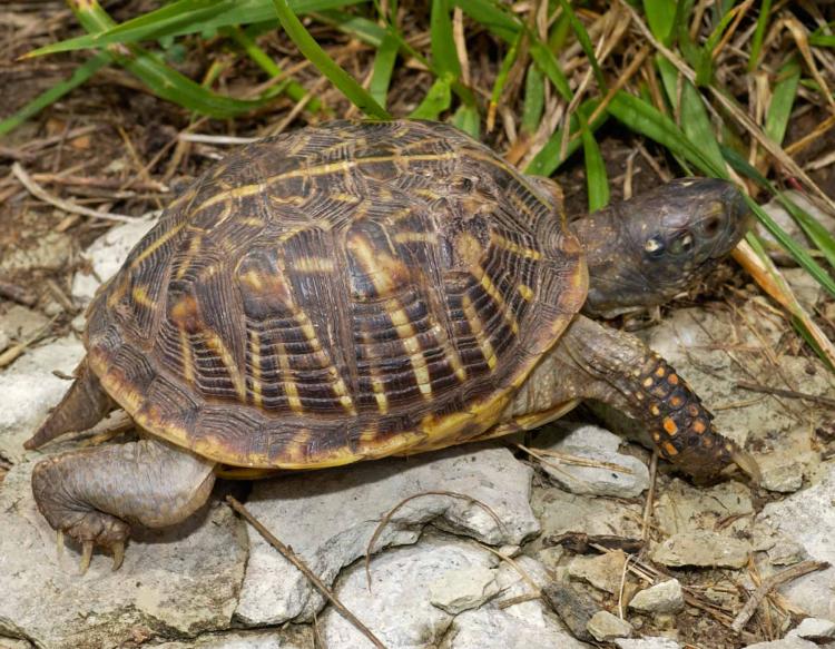 Ornate Box Turtle Facts, Habitat, Diet, Adaptations, Video