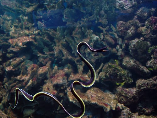 Ribbon Eel Facts, Distribution, Adaptations, Pictures