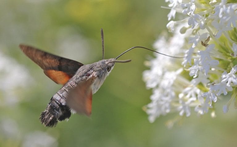 Hummingbird Hawkmoth Facts, Range, Habitat, Behavior, Pictures