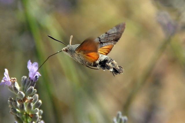 Hummingbird Hawkmoth Facts, Range, Habitat, Behavior, Pictures