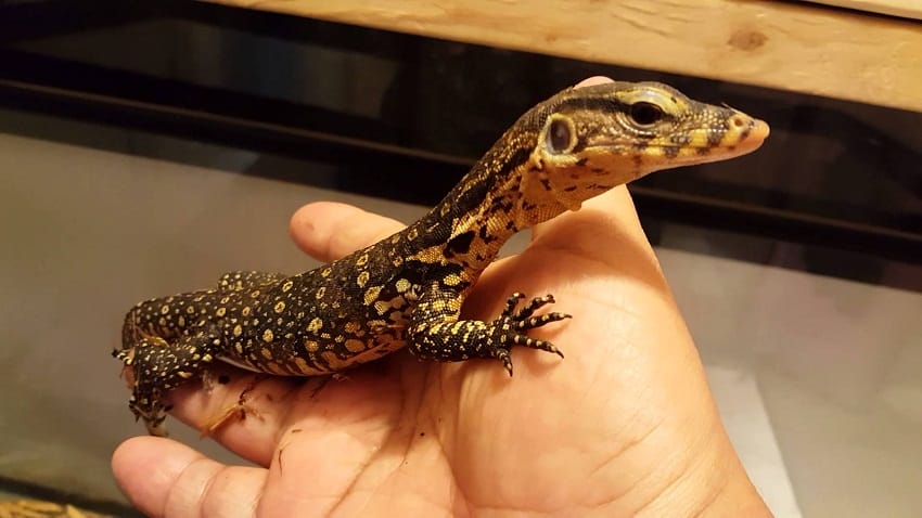 Asian Water Monitor Facts, Habitat, Diet, Life Cycle, Baby, Pictures