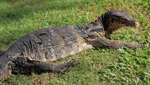 Asian Water Monitor Facts, Habitat, Diet, Life Cycle, Baby, Pictures