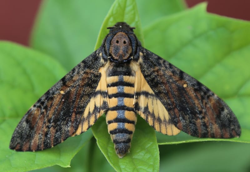 Death Head Moth (Death'shead Hawkmoth) Facts, Diet, Pictures