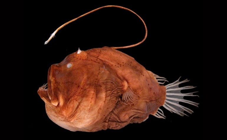 Humpback Anglerfish Facts, Habitat, Diet, Life Cycle, Pictures