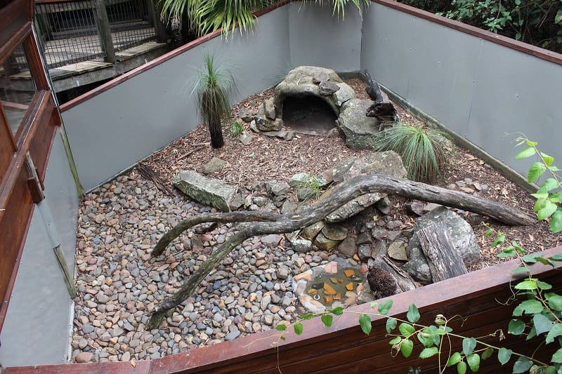 Lace Monitor Facts, Habitat, Diet, Life Cycle, Pictures