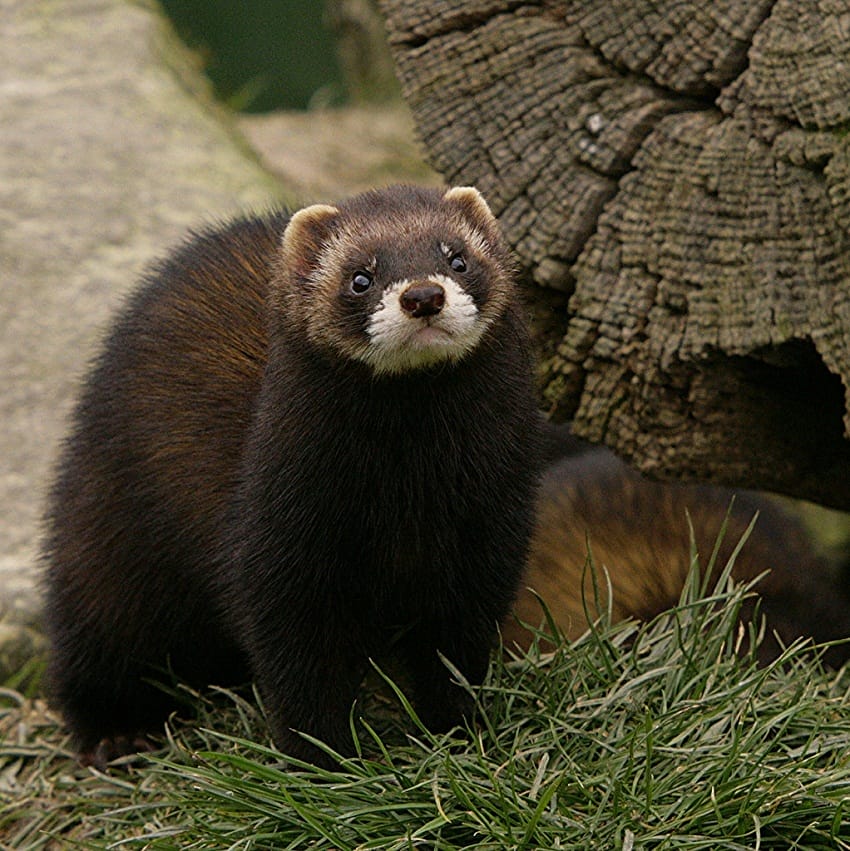 European Polecat Facts, Habitat, Diet, Pictures