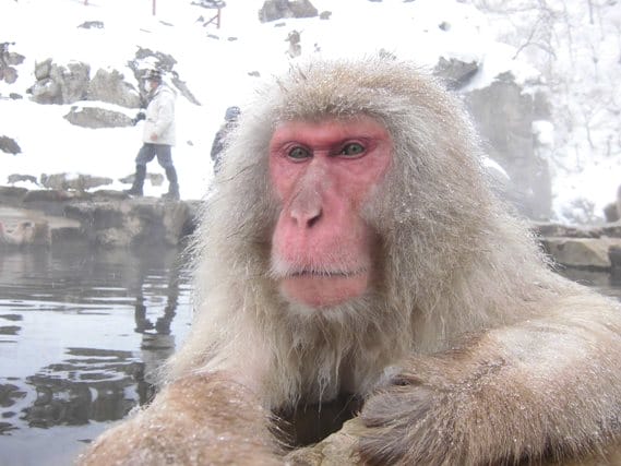 Snow Monkey Facts, Habitat, Diet, Baby, Pictures