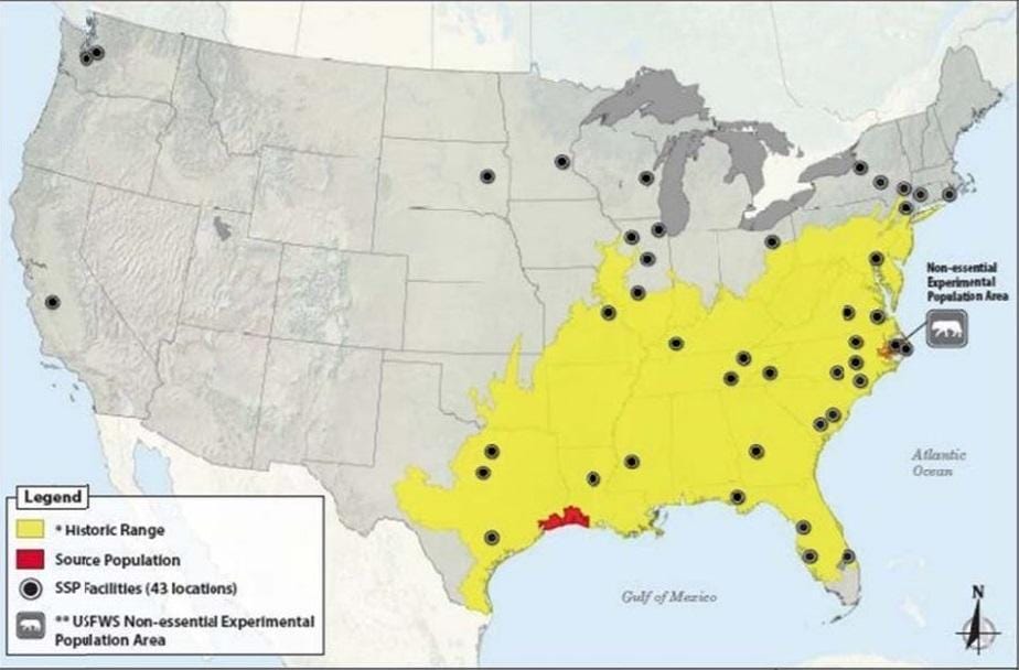 Red Wolf Facts, Size, Habitat, Population, and Picture