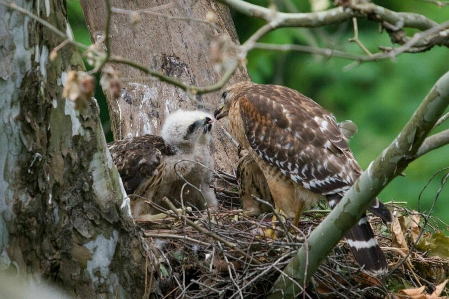 Hawk Facts, Types, Reproduction, Diet, Classification, Pictures