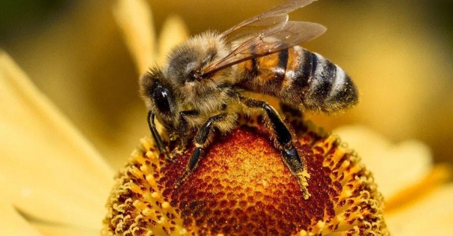 Bee Facts, Types, Diet, Reproduction, Classification, Pictures