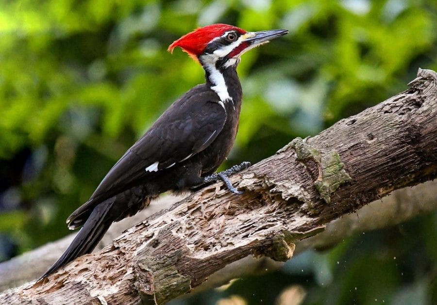 Pileated Woodpecker Size