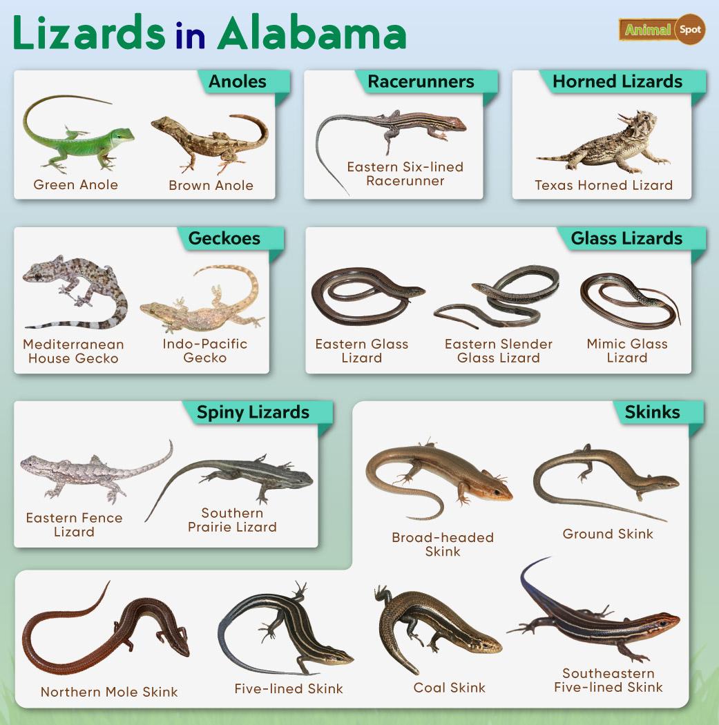 Types Of Poisonous Lizards