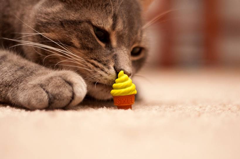 Can cats eat sweets?