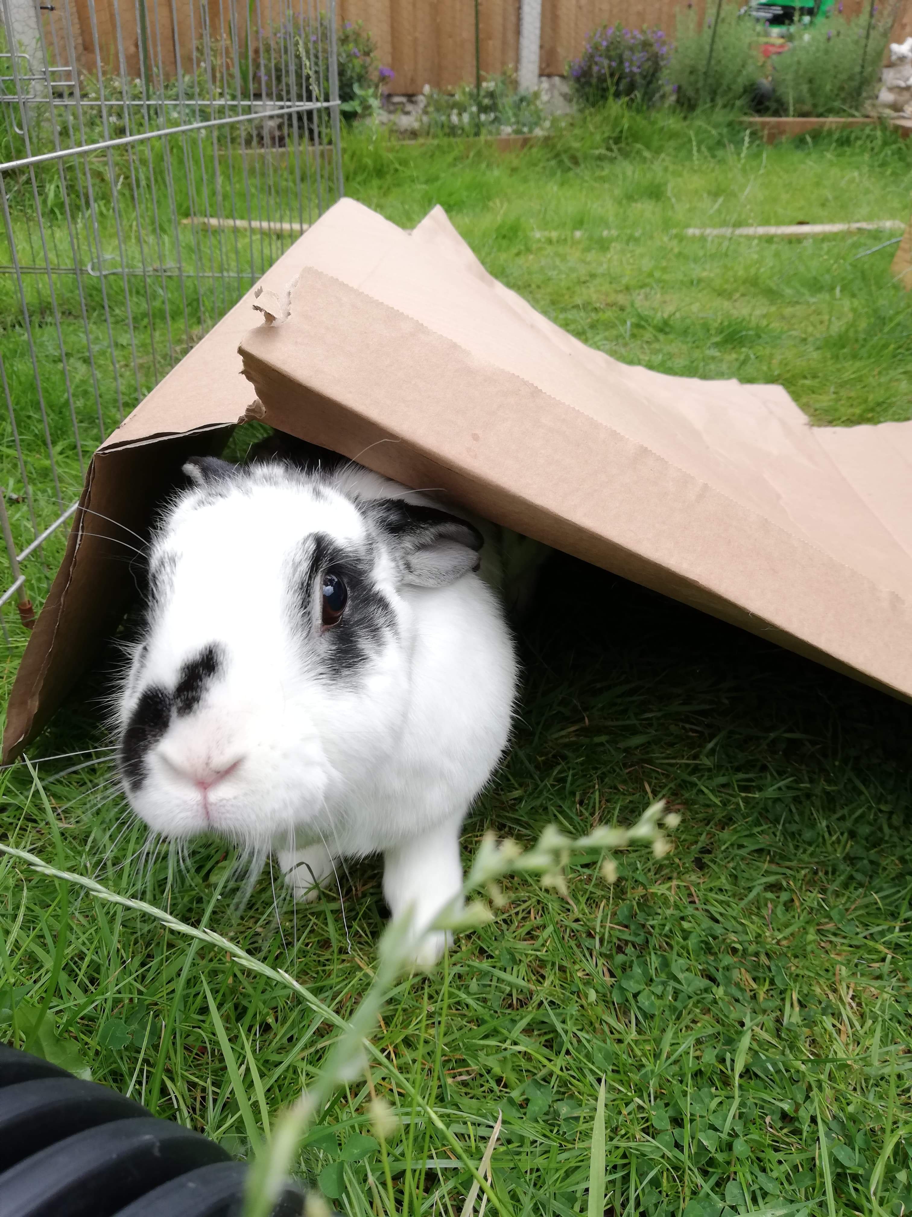 How to keep your rabbit happy The Animal Welfare Foundation
