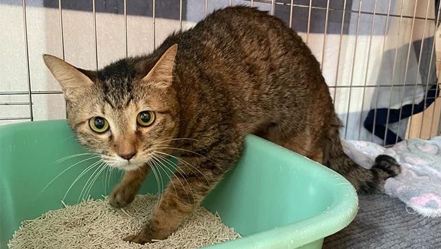 Anima Macau | Anima–May Rescue (C2809-Kate)!