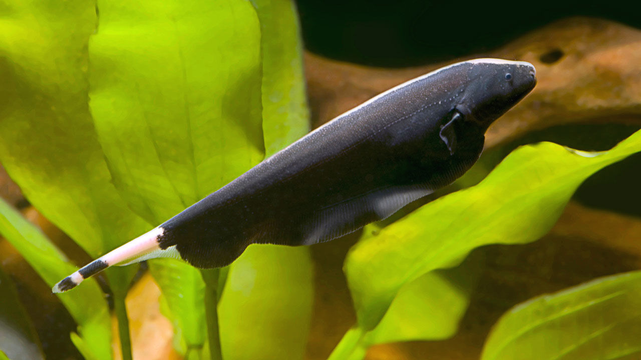 Black Ghost Knife Fish Care, Feeding and More Animascorp