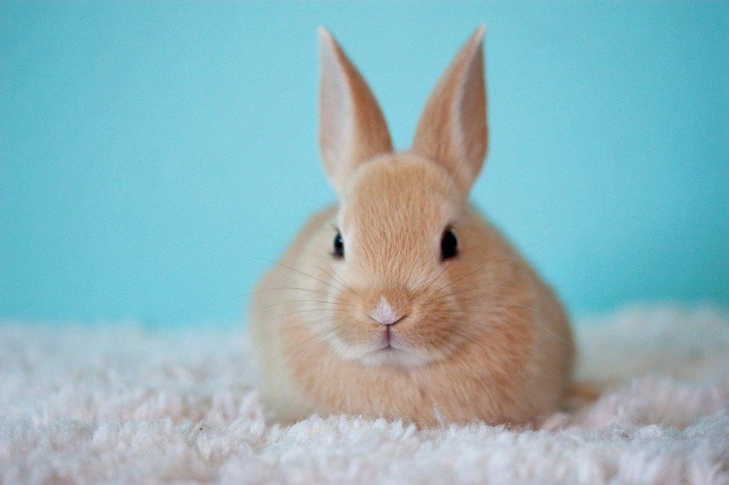 Lapin qui éternue, tremble ou tousse