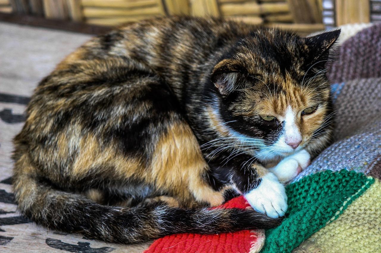 Donner un cachet à un chat méthodes et conseils