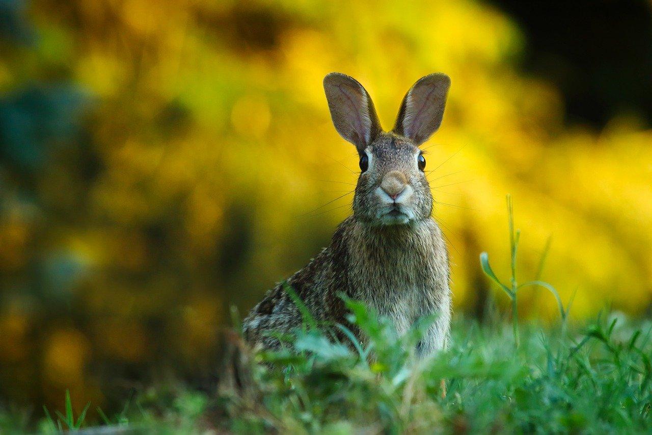 Lapin qui éternue, tremble ou tousse