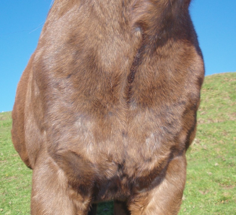 Aniwell Jake the Farm Horse FiltaBac used to close his chest wound