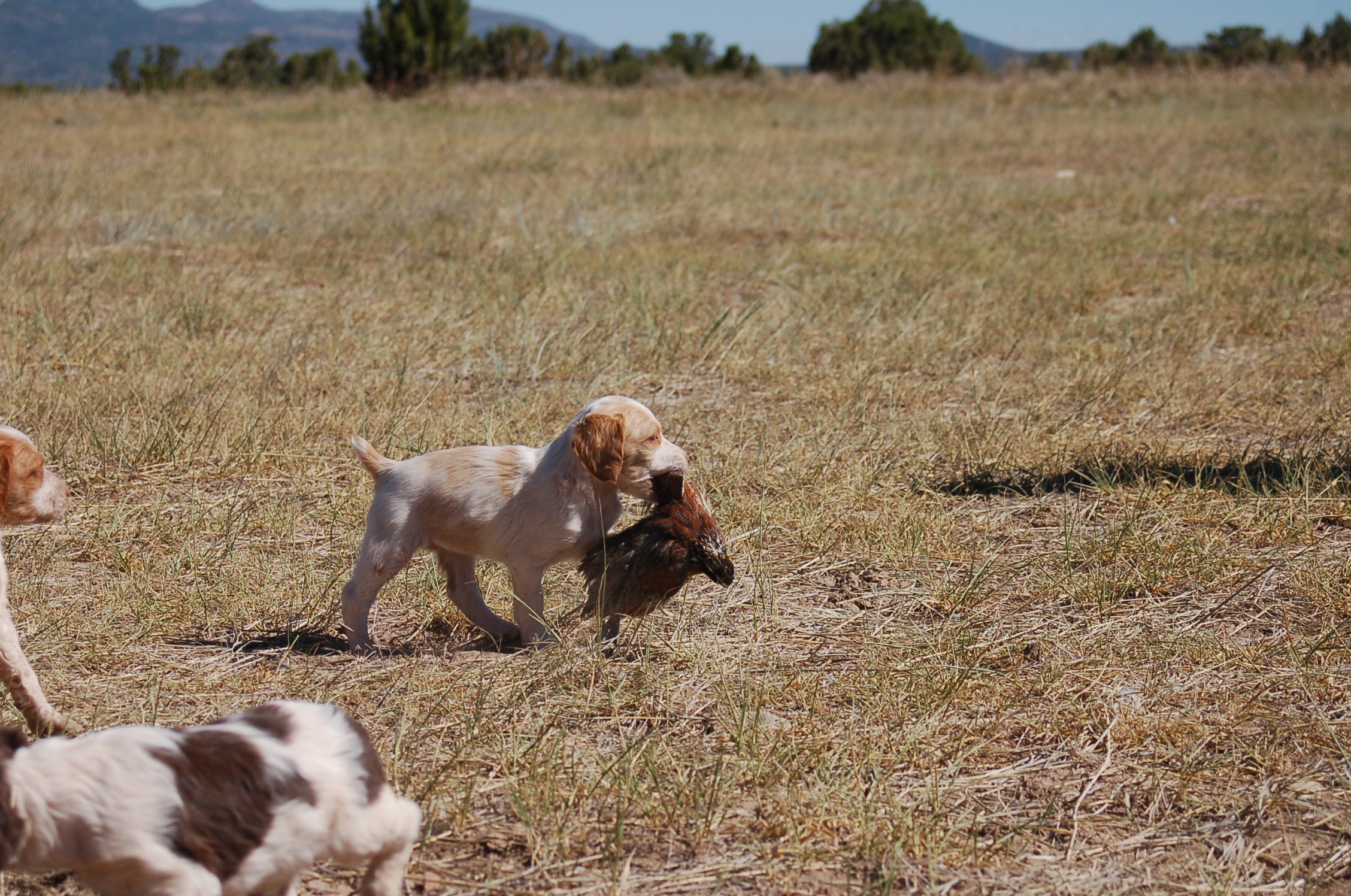 Annabella Brittany Kennels » Brittany Puppy Bobwhite Quail Intro