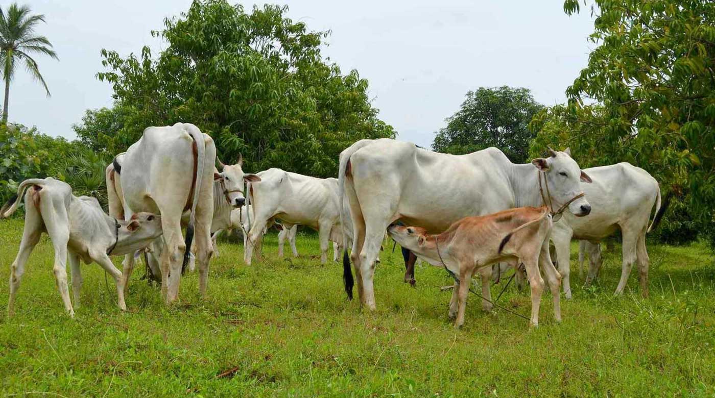 Organic Desi Milk in Chennai Fresh pure A2 cow milk Chennai