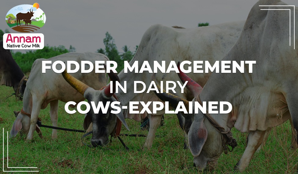 Fodder Management In Dairy CowsExplained