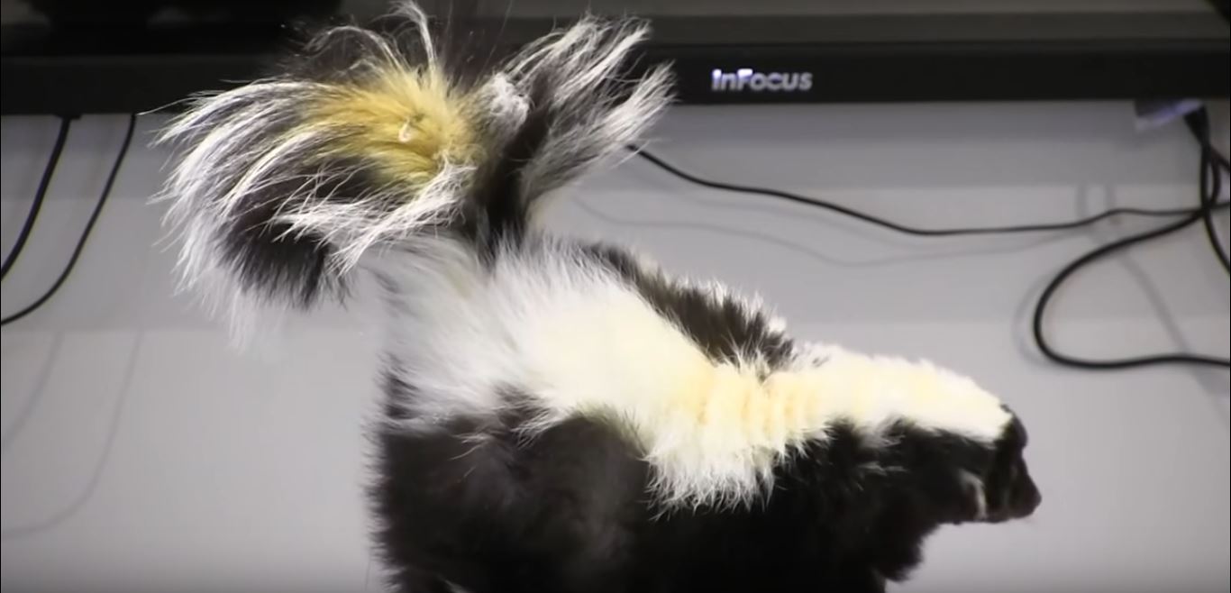 Humane Ways to Kill a Skunk