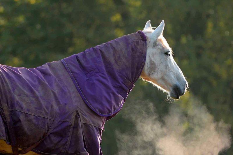 Horse Rug Guide AnnMarie John