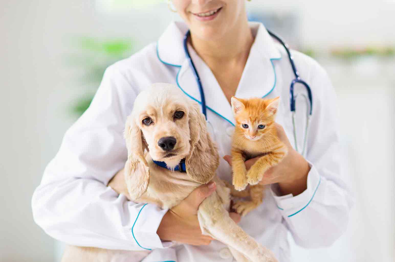 Looking To Sell Your Veterinary Practice? Here's Some Important Advice