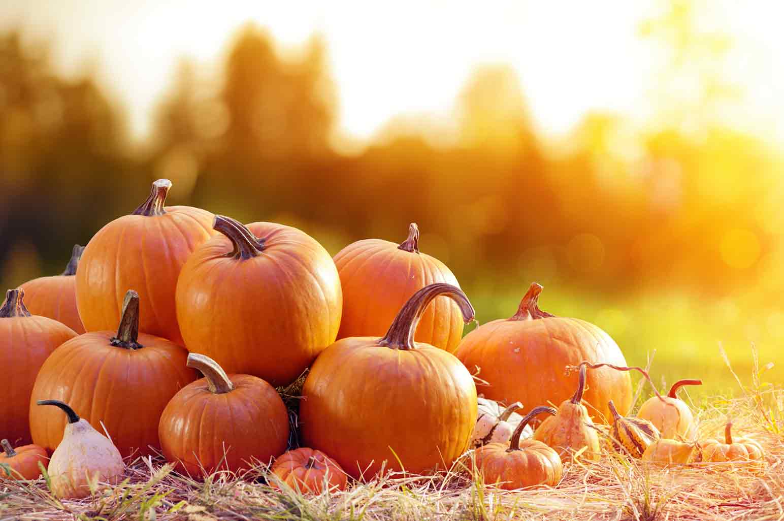 Fun Fall Ideas to Add to Your Bucket List AnnMarie John