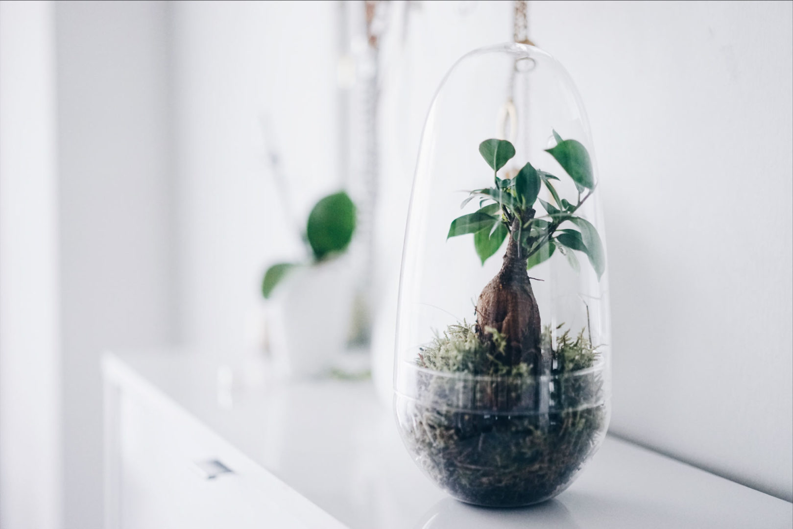 Mon Ecosystème un Terrarium œuf Ficus Châtaignier