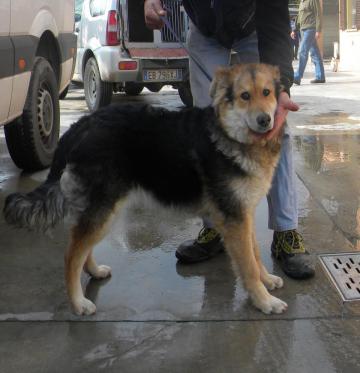 Cerco Casa... - Cuneo, Piemonte - Annunci Trovalo Subito: Lavoro | Vendita Animali | Inserire Annunci Gratis | Animali | Case | Ville | Automobili 373_x_360_jpg
