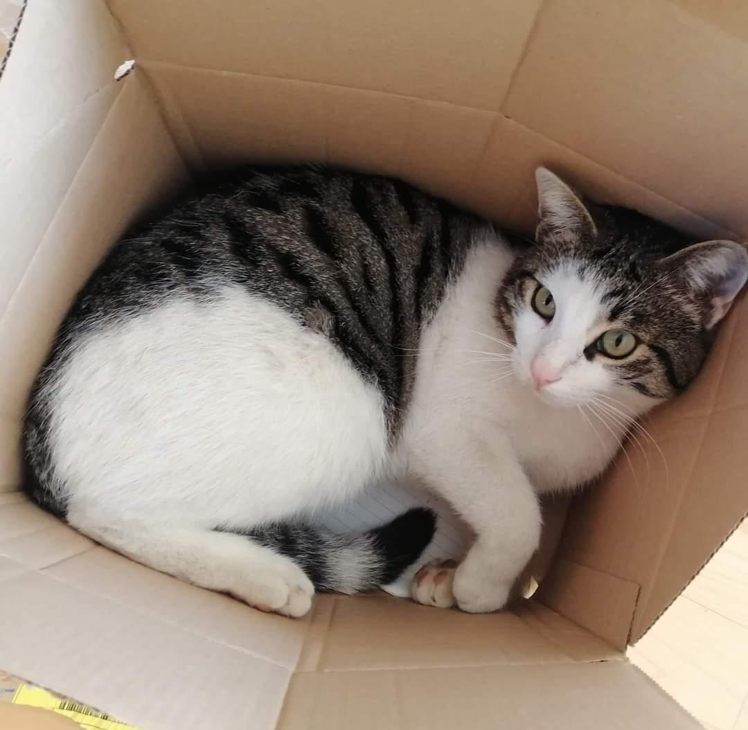 Persi E Ritrovati - Animali - Annunci Trovalo Subito: Lavoro | Vendita Animali | Inserire Annunci Gratis | Animali | Case | Ville | Automobili 1054_x_1080_jpg