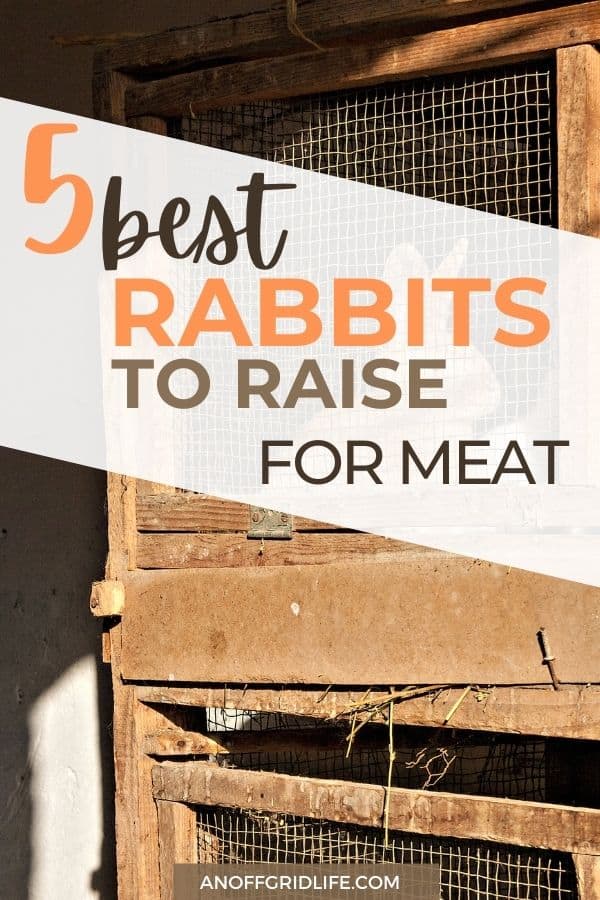 5 Best Rabbit Breeds to Raise For Meat An Off Grid Life