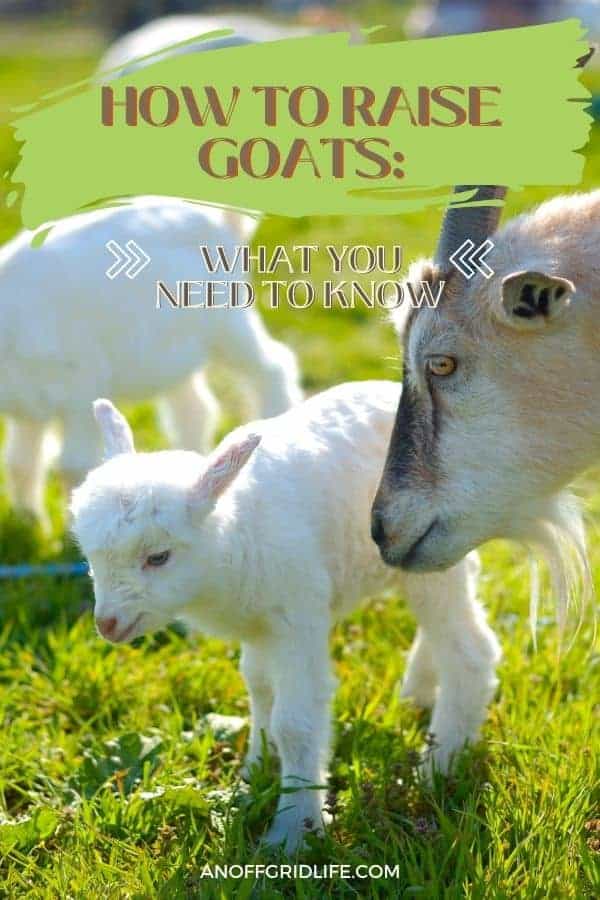 How to Raise Goats An Off Grid Life