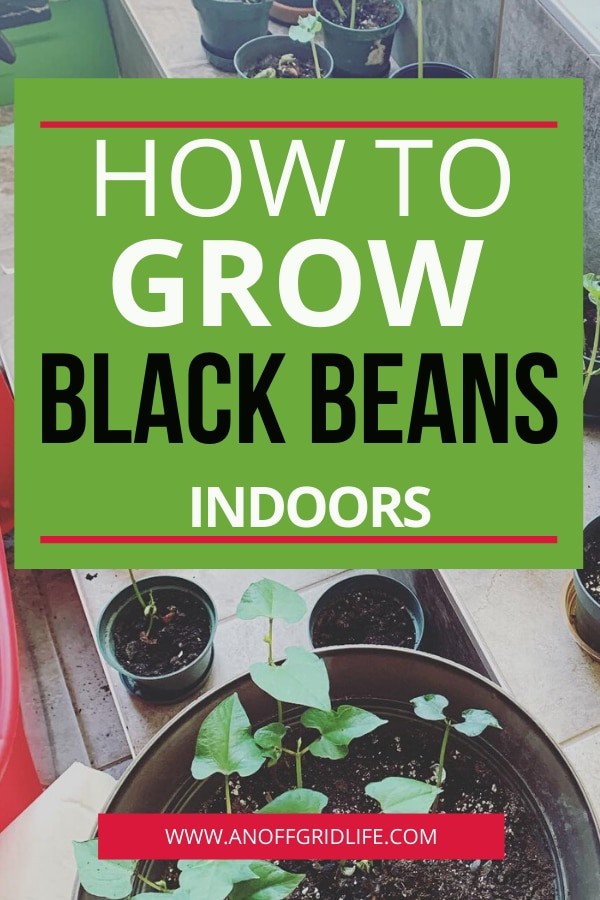 How to Grow Black Beans Indoors An Off Grid Life