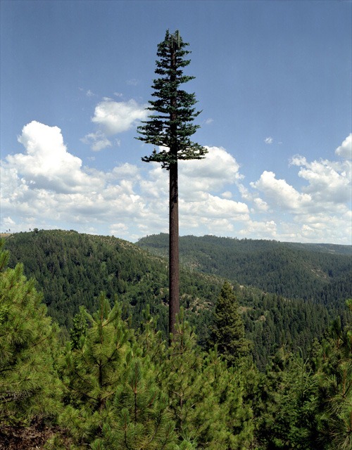 Cell Phone Towers Disguised as Trees An Optical Illusion