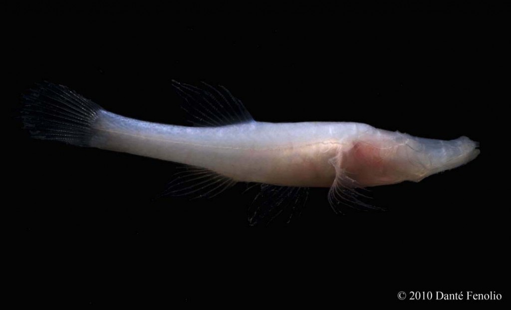 The Cave BioBlog Species Profile Alabama Cavefish (Speoplatyrhinus
