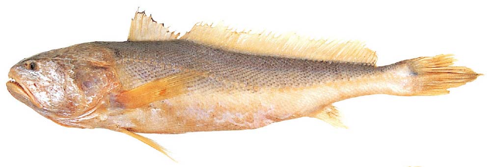 Poa – Anrajfish.com