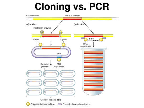 What is the difference between DNA cloning and PCR?