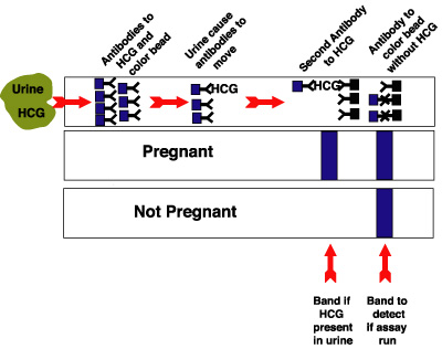 Human Preg Win 3