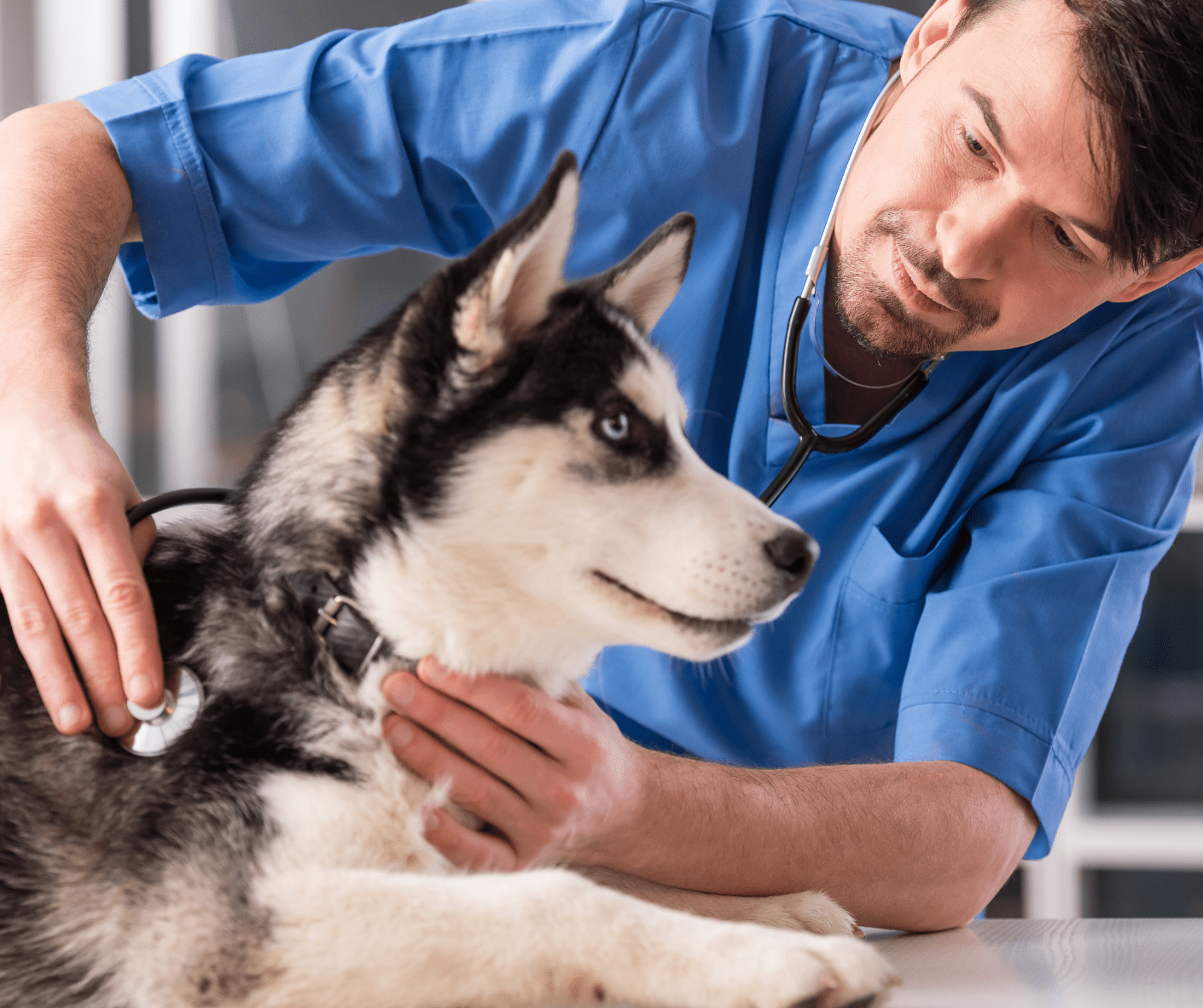 How Veterinary Answering Services Can Support Vet Clinics Anserve